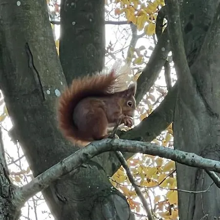 La Feuillée, Charmante Maison Au Bois De Cise